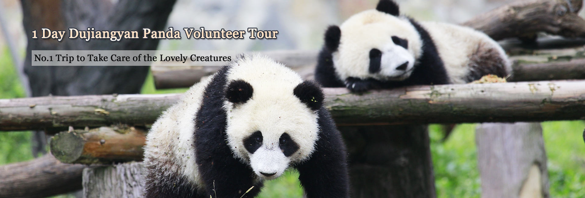 China Panda Tours