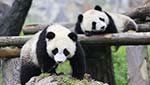 Once in a lifetime panda volunteer experience in Dujiangyan Panda Base (Chengdu /Dujiangyan / Chengdu)