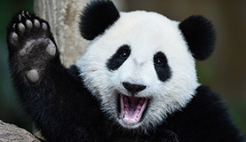 Adult Panda Photos