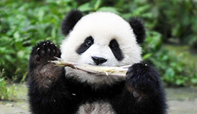 Bifengxia Panda Photos