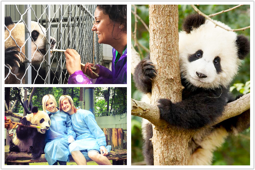 Giant Pandas in Chengdu