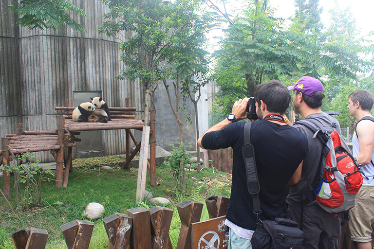 Get Close with Cute Giant Pandas