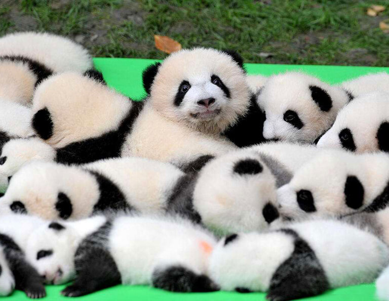 Lovely Baby Giant Pandas 