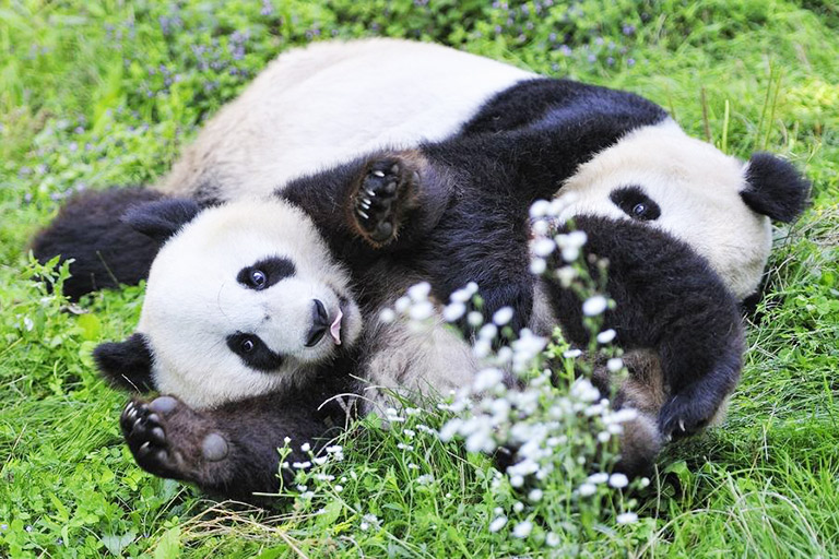 Chengdu Panda Tour