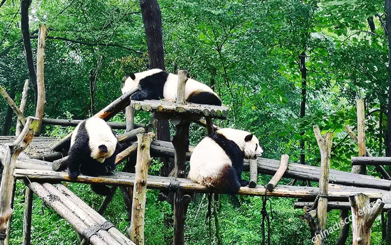 Lovely Pandas in Chengdu - Photographed by Our Guest Chona 