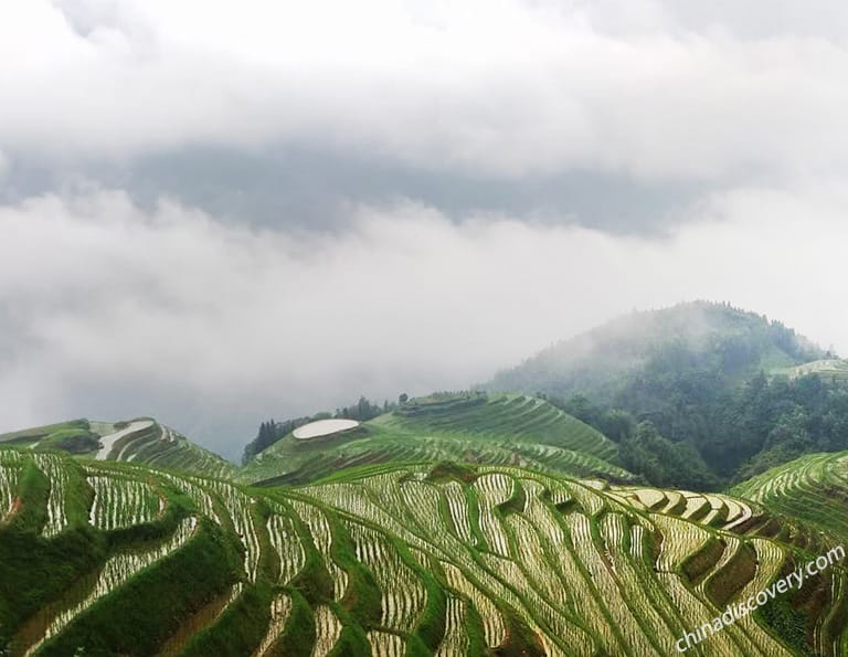 Delma from Ireland - Longji Rice Terrace Scene