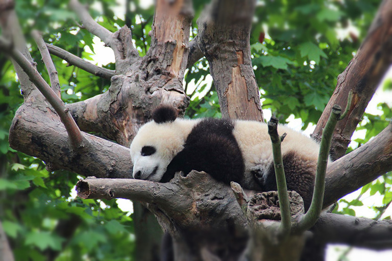 Sleeping Panda Cub on the Tree at Dujiangyan Panda Base