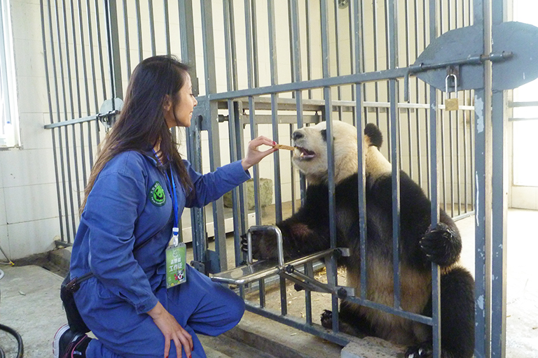 Panda Volunteer Tour at Dujiangyan