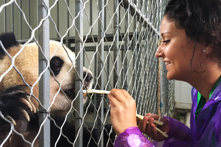 Dujiangyan Panda Love Feeding Experience