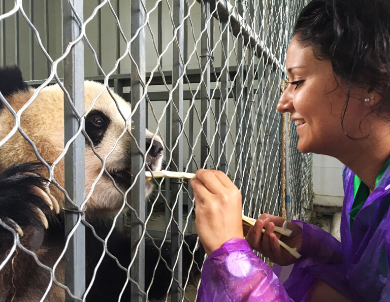 Dujiangyan Panda Love Feeding Experience