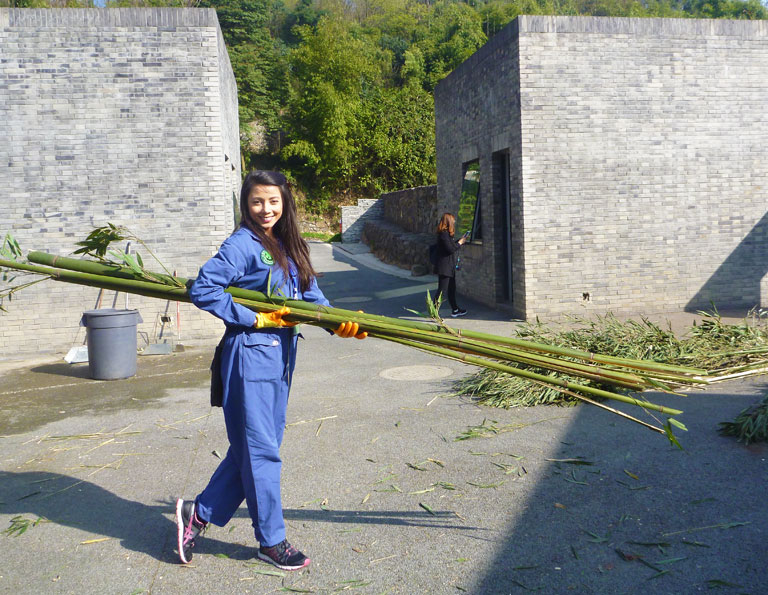 Dujiangyan Panda Volunteer Experience