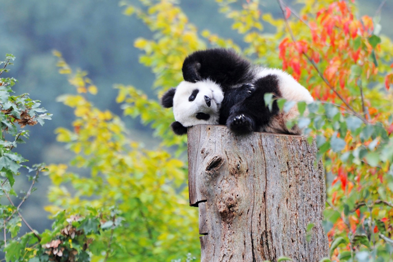 Cute Panda at Chengdu Panda Base 