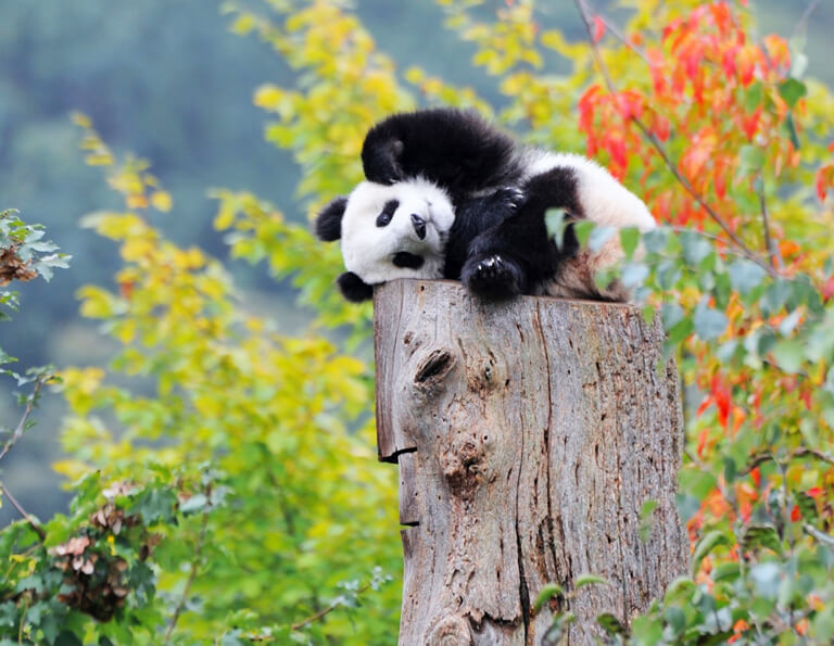 Cute Panda at Chengdu Panda Base 