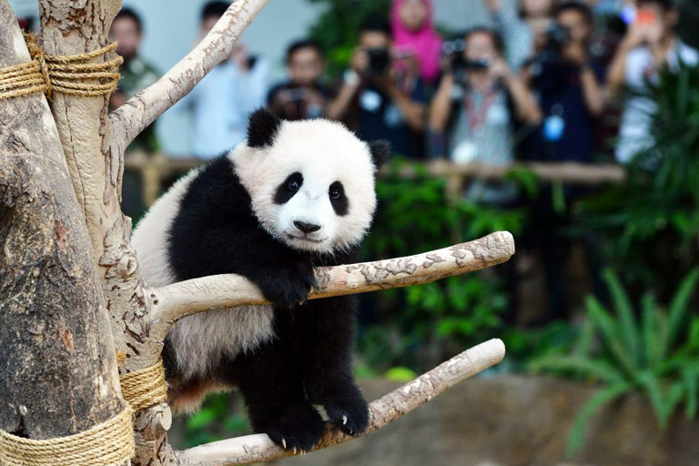 Giant Panda Climbing Tree