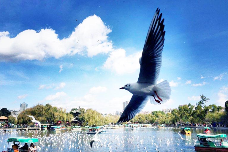 Kunming Green Lake Winter Scenery