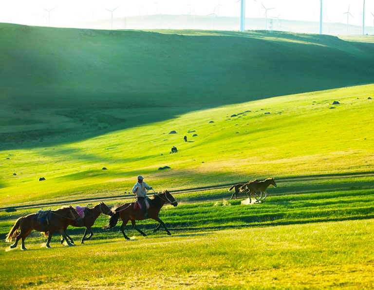 Huitengxile Grassland Horses