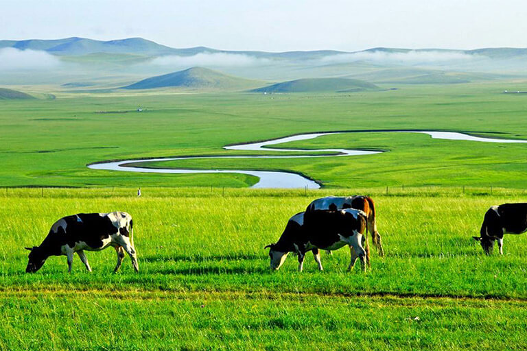 Hulunbuir Grassland