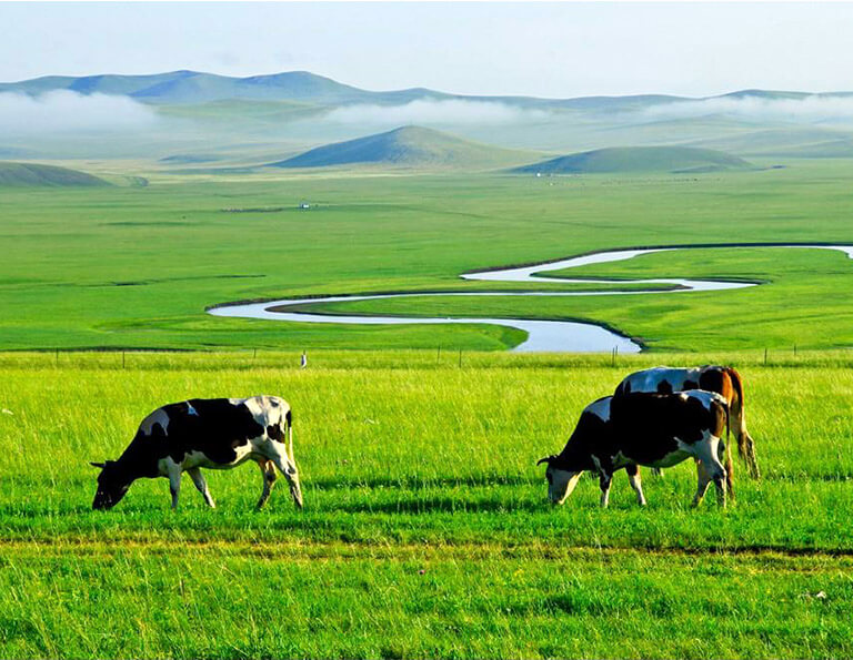 Hulunbuir Grassland