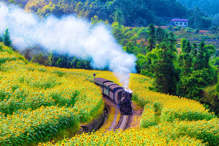 Jiayang Steam Train passing through sunflowers in August