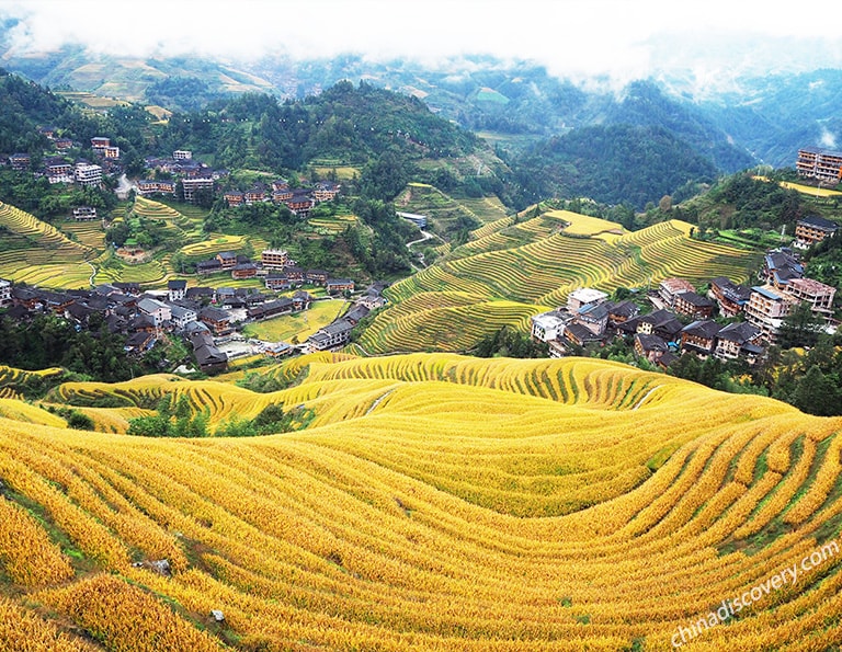 Jinkeng Large-scale Thousand-layer Terraces Golden View