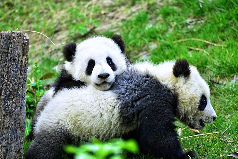 Cute Pandas Living in Their Natural Environment