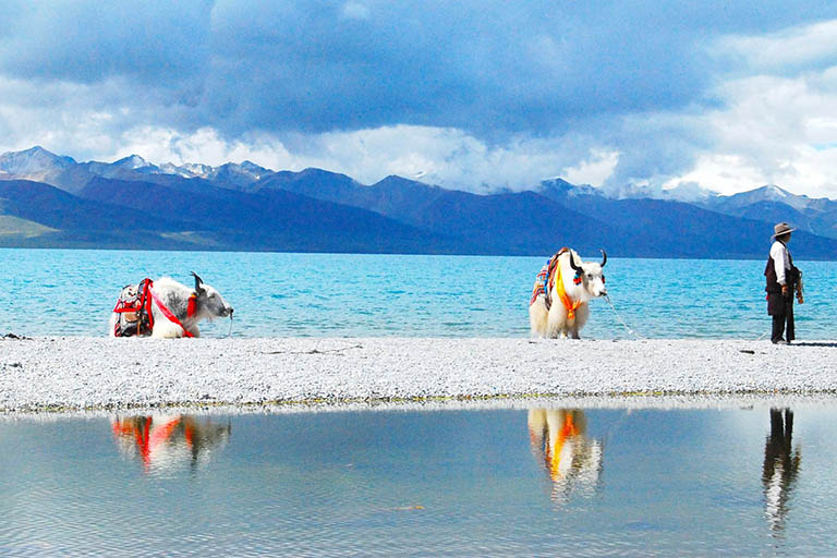 Yaks Follow Behind the Tibetan by the Namtso Lake