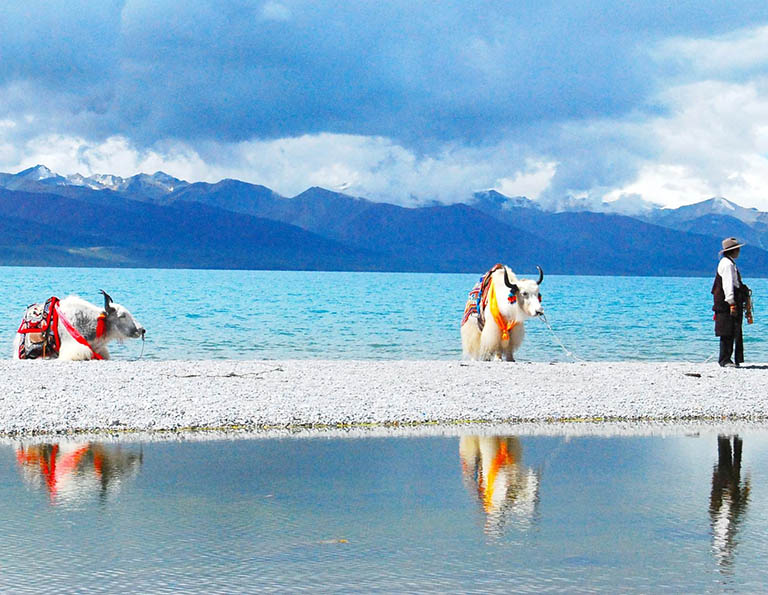 Yaks Follow Behind the Tibetan by the Namtso Lake