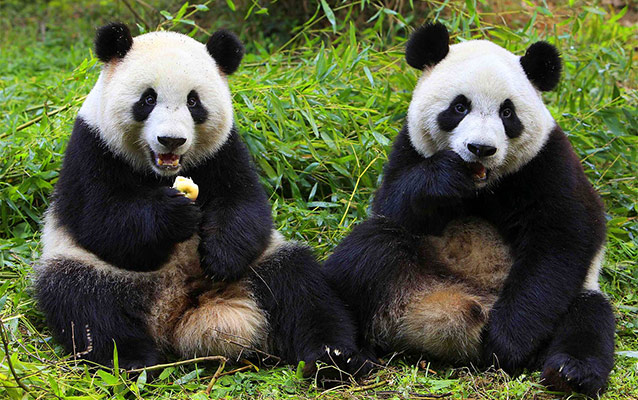 Giant Panda Breeding Research Base