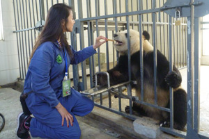 Dujiangyan Panda Feeding 