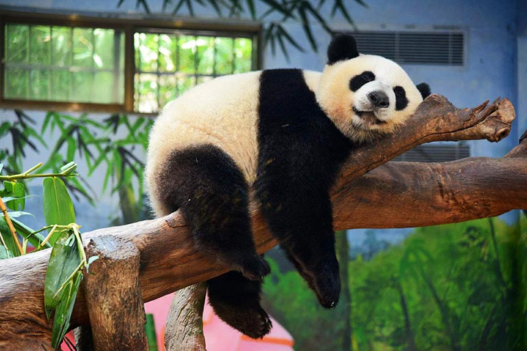 Giant Panda in Chimelong Safari Park