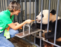 Panda Volunteer Program