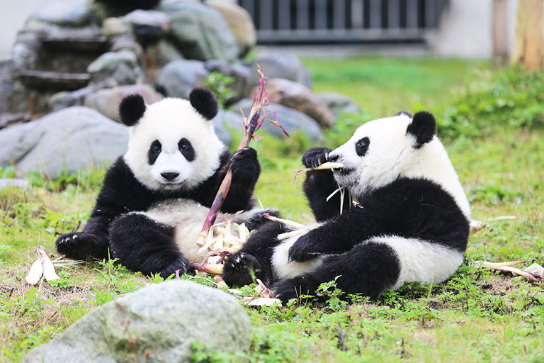 Wolong Panda Volunteer