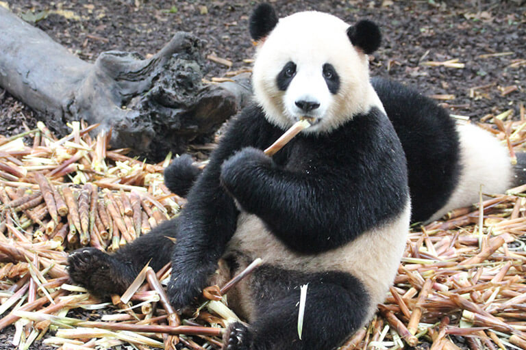 Mama and Baby of Panda