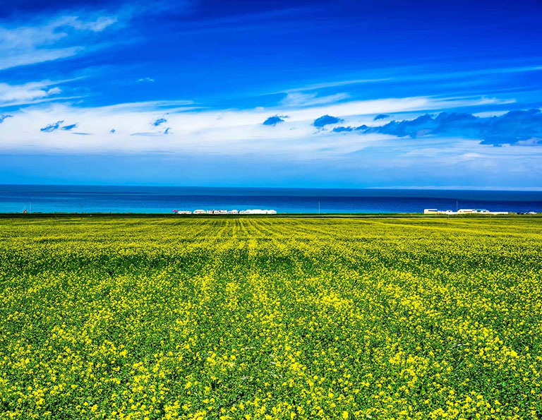 Rape flowers Blooming around Qinghai Lake in July