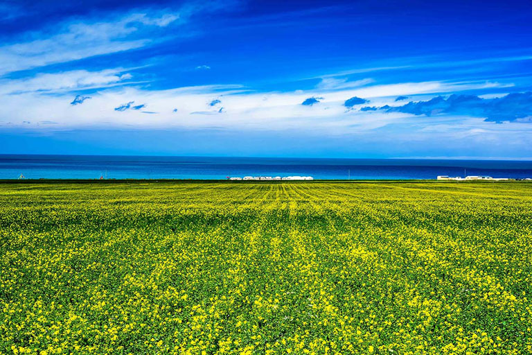 Rape flowers Blooming around Qinghai Lake in July