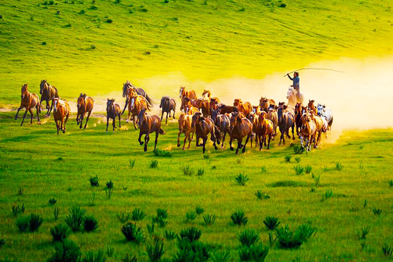 Red Mountain Military Horse Ranch in August