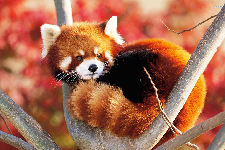 Red Panda Volunteer program