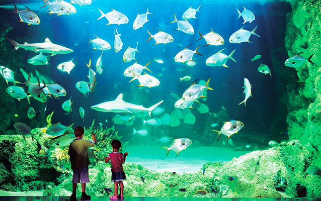 Shanghai Ocean Aquarium Family Tour