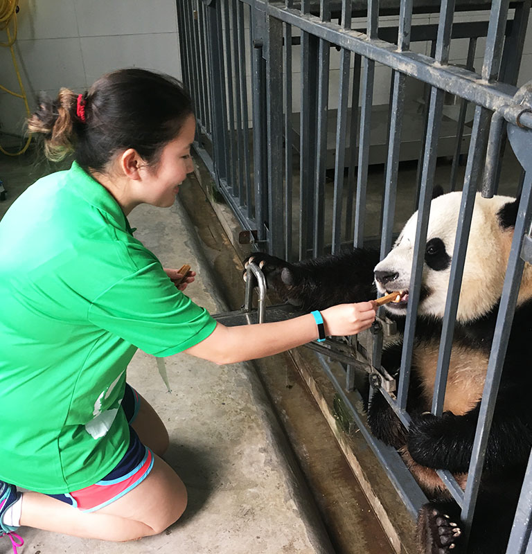 Panda Volunteer in Dujiangyan Panda Base