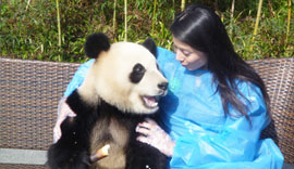 Rachel Grant’s Panda Volunteer Experience in Dujiangyan