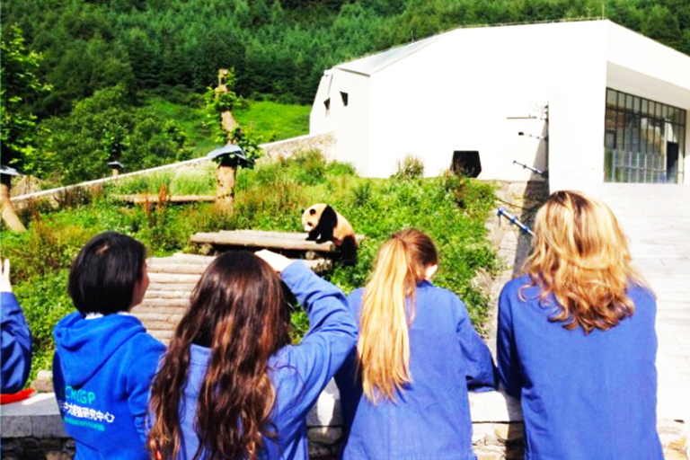 Panda Volunteer Tour at Wolong