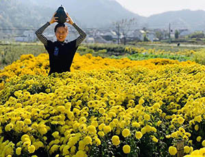 Huangshan Tour