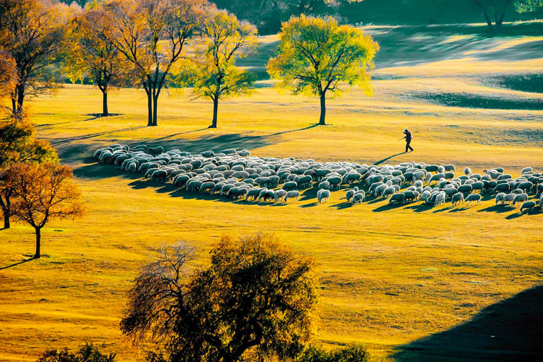 Golden Wulanbutong Grassland in September