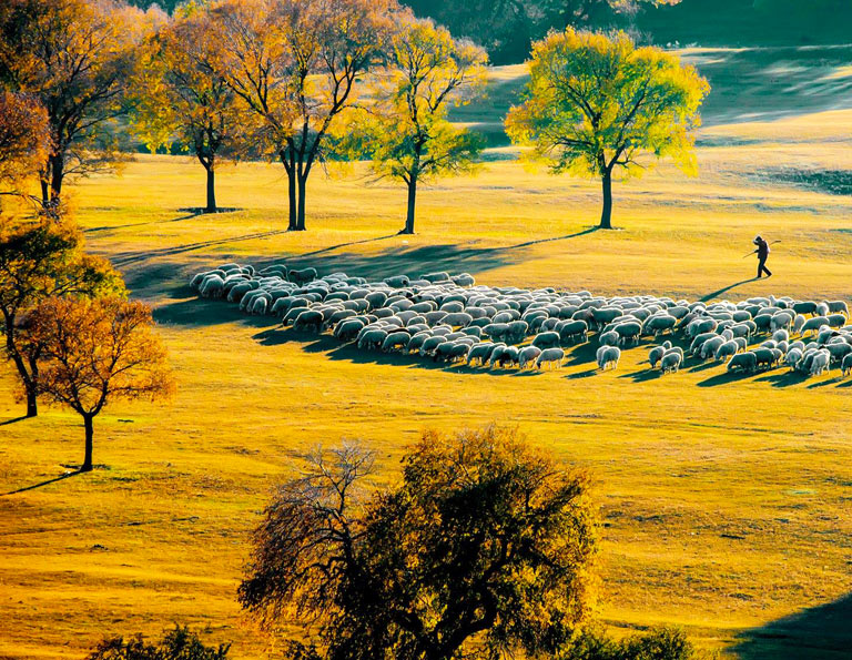 Golden Wulanbutong Grassland in September