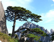  Shanghai Huangshan Tours